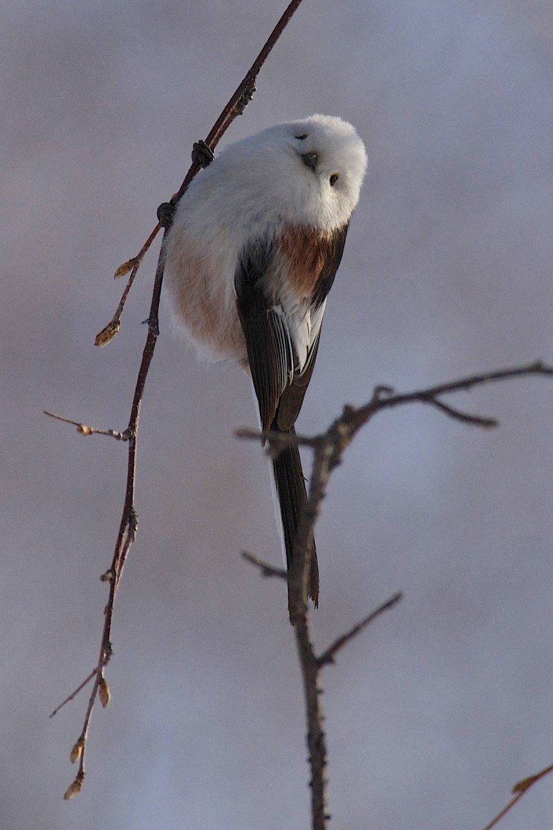 Синица ополовник