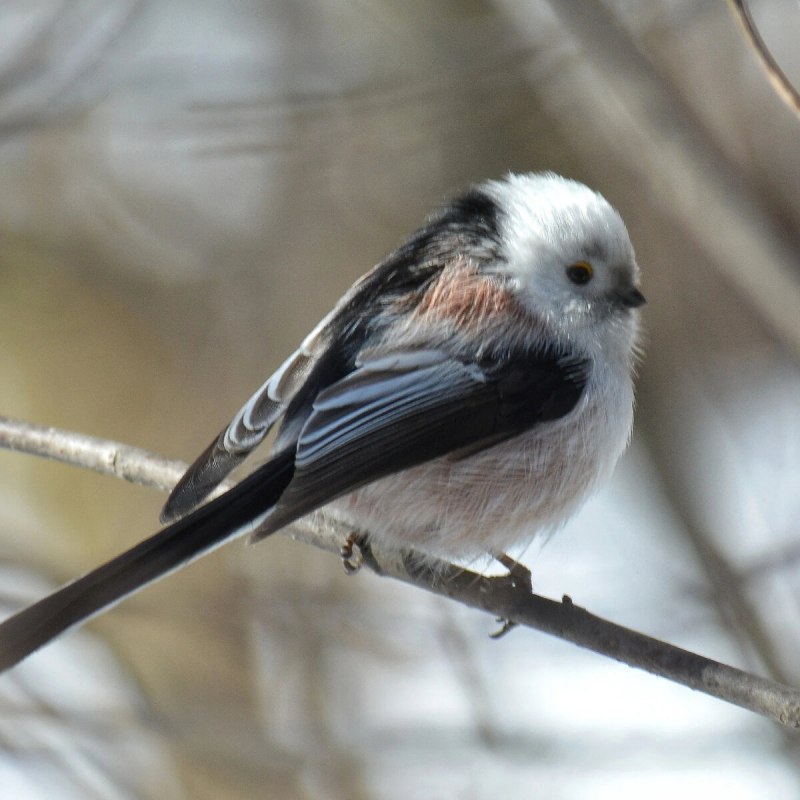 Длиннохвостая синица серая