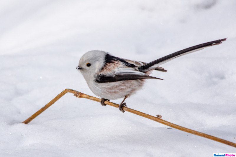 Чернохвостая синица