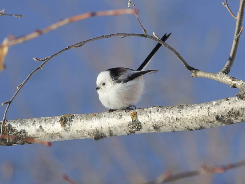 Длиннохвостая синица
