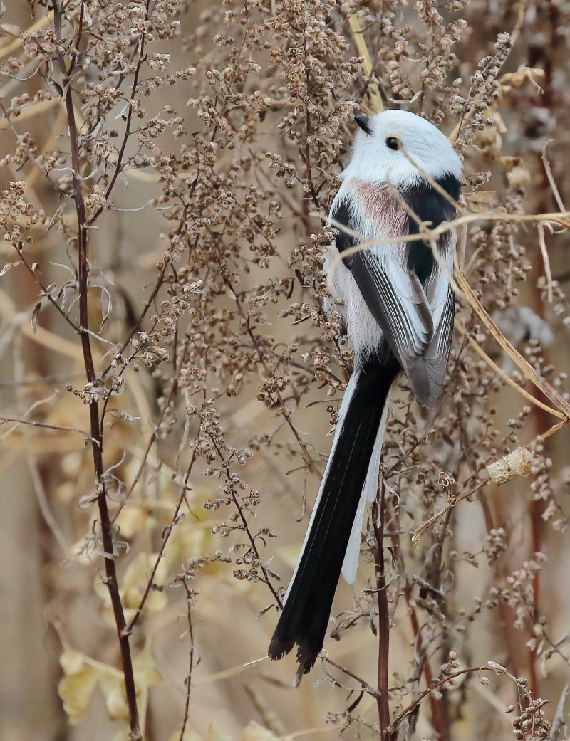 Кавказская длиннохвостая синица