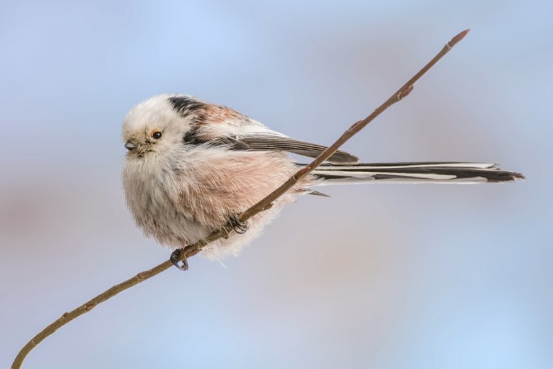 Ополовник птица