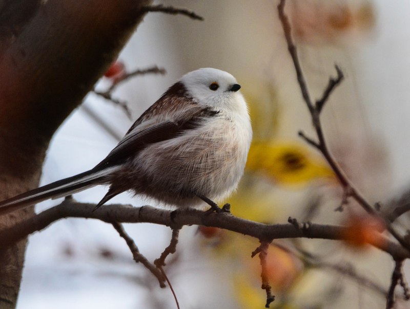 Синица длиннохвостая, или ополовник (Aegithalos caudatus)