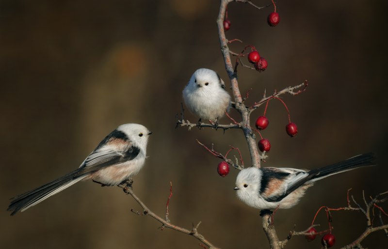 Синица длиннохвостая Московка