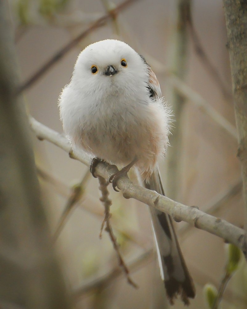 Птица синица длиннохвостая