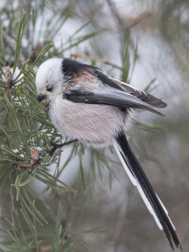 Белая синица длиннохвостая