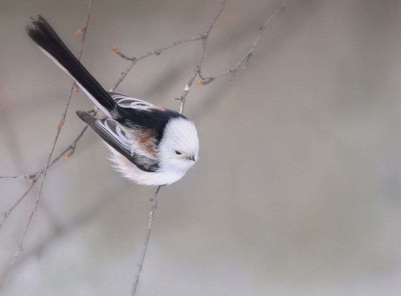 Синица ополовник