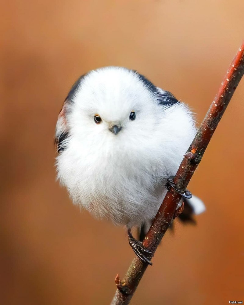 Синица ополовник фото