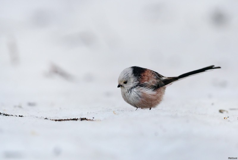 Чумичка птица