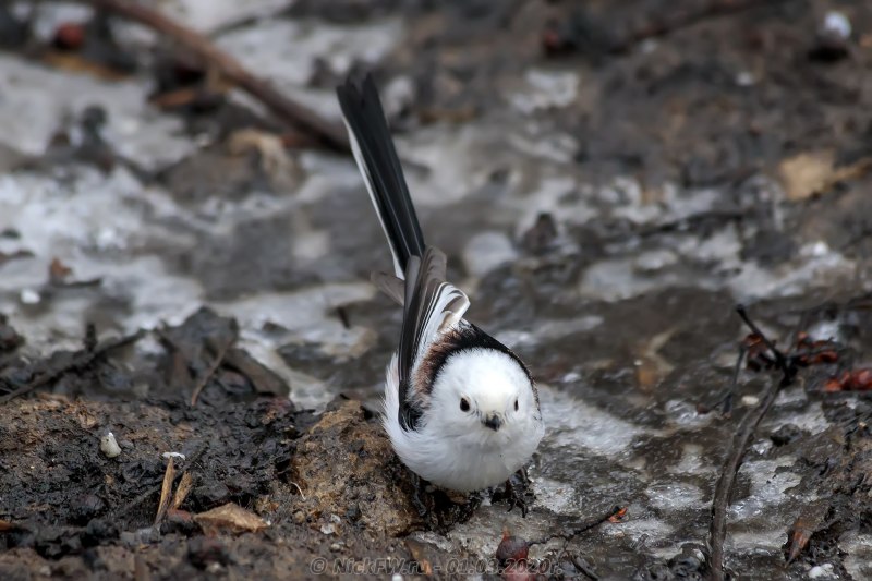 Ополовник лапки