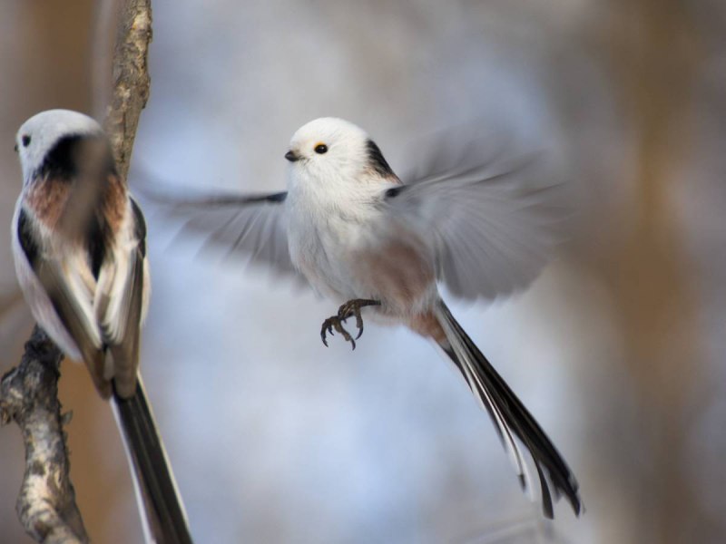 Птичка Аполлоновка
