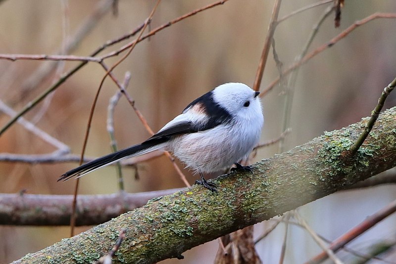 Длиннохвостая синица