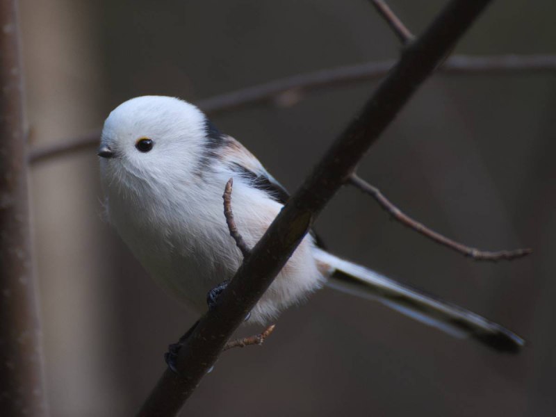Ополовник Aegithalos caudatus