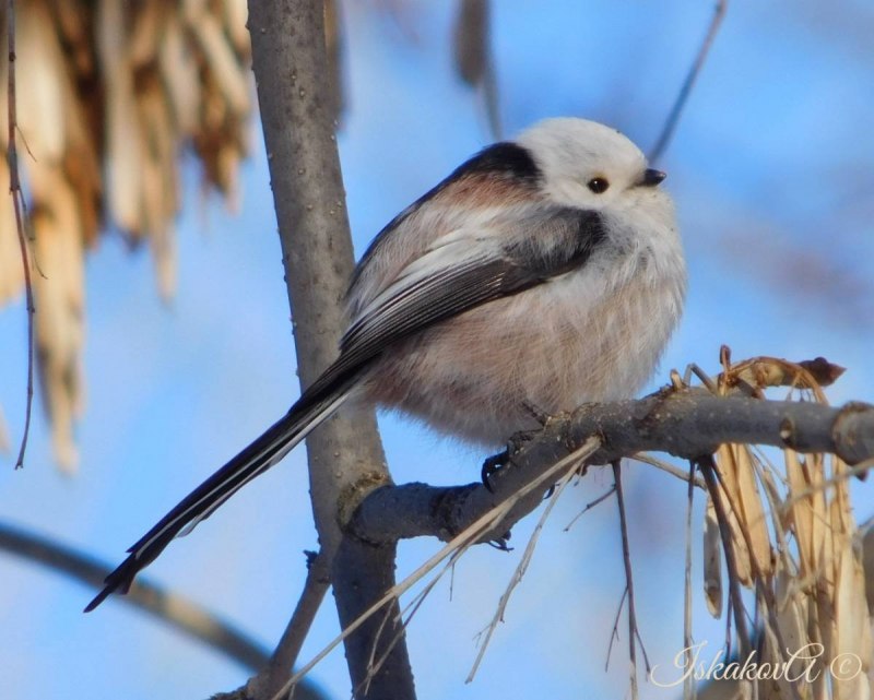 Ополовник молодая птица