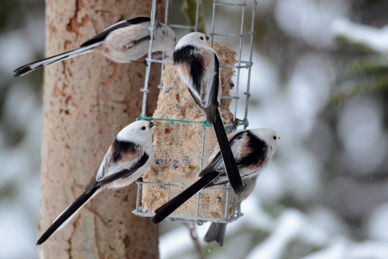 Ареал ополовника