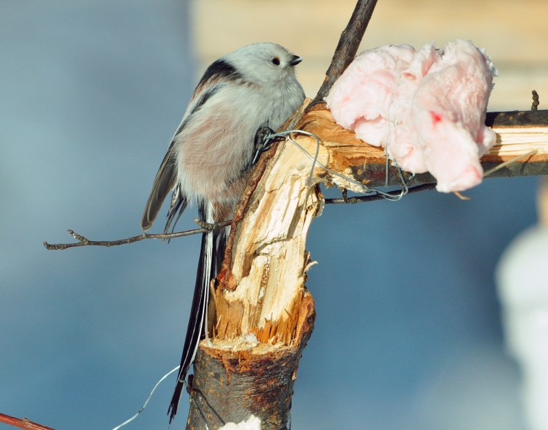 Ополовник в кормушке
