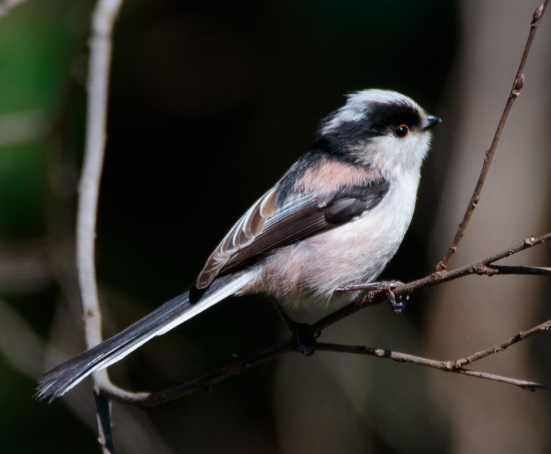 Длиннохвостая синица летом