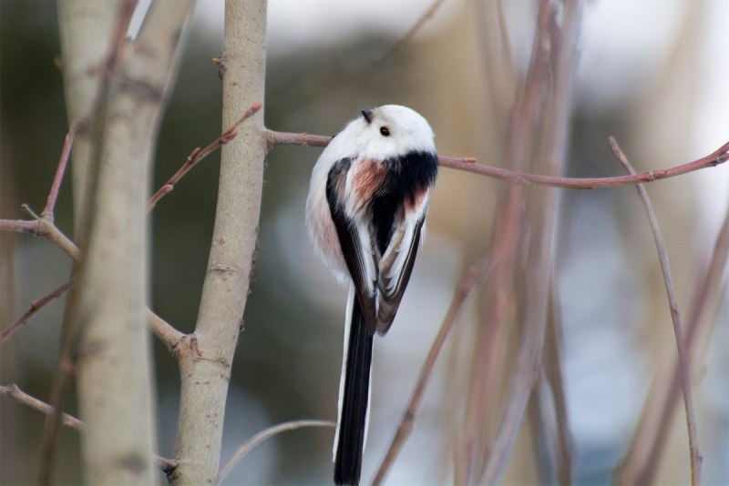 Диннохвостая стнийа лполовник