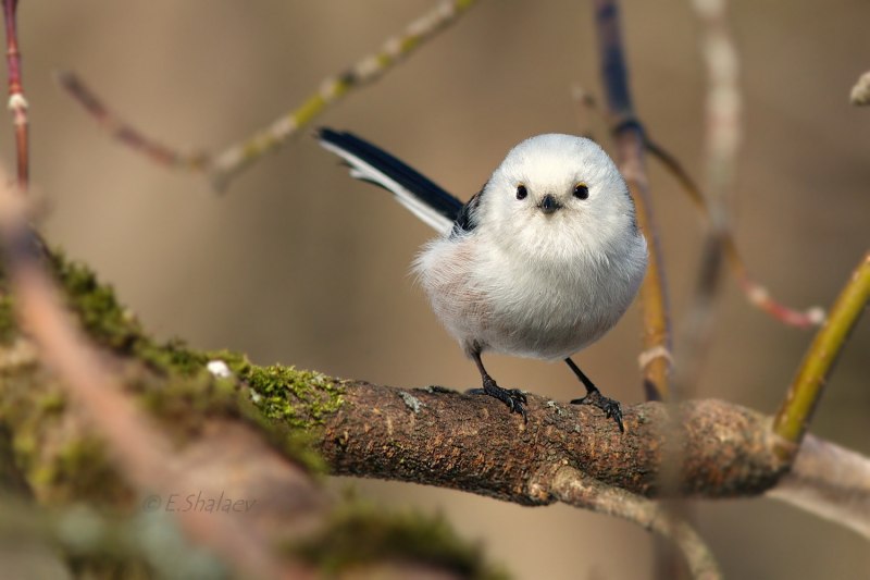 Длиннохвостная синица ополов