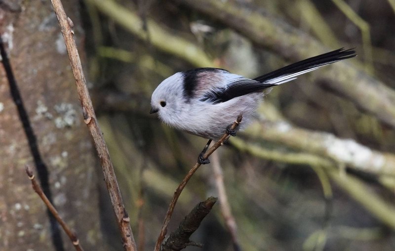 Длиннохвостая синица самец