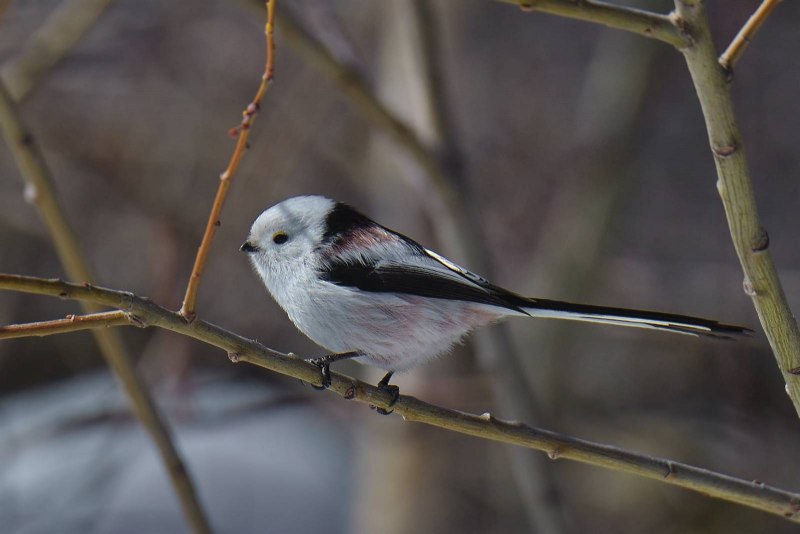 Ополовник Aegithalos caudatus
