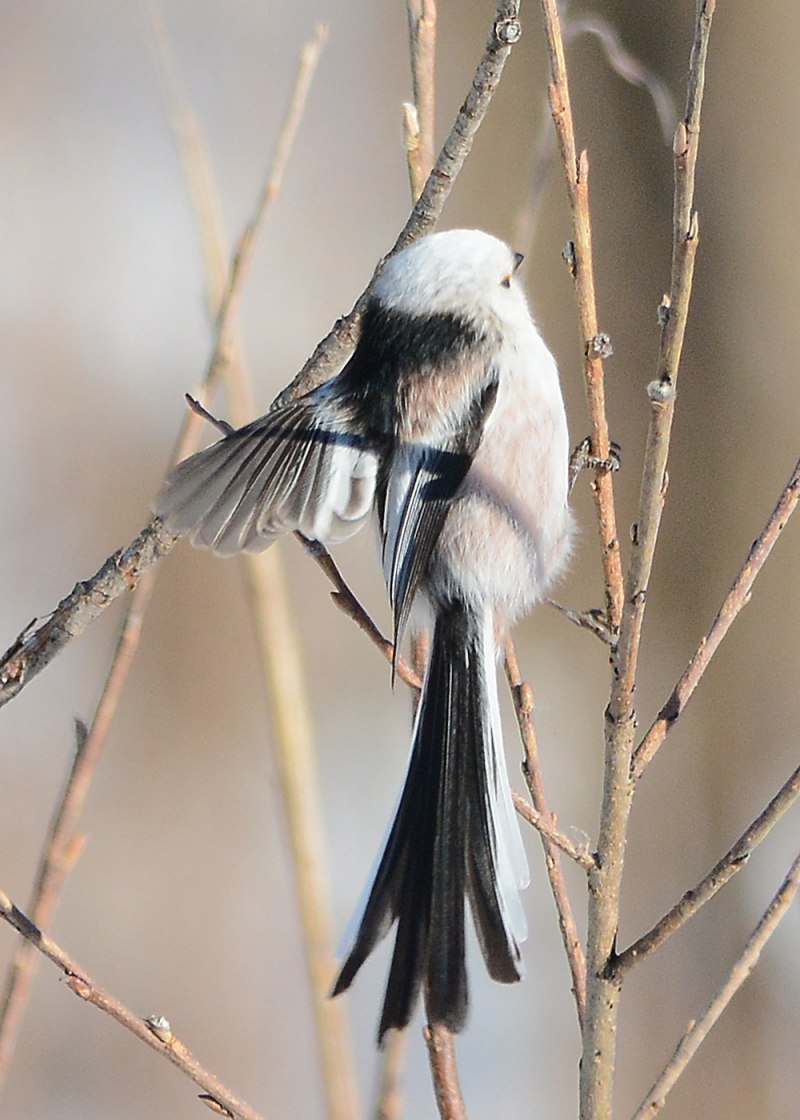 Ополовник ареал