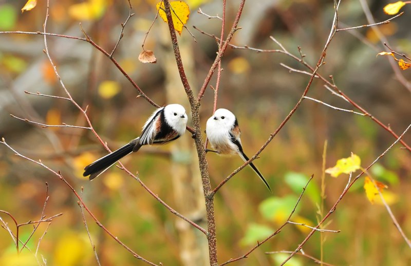 Синичка ополовник