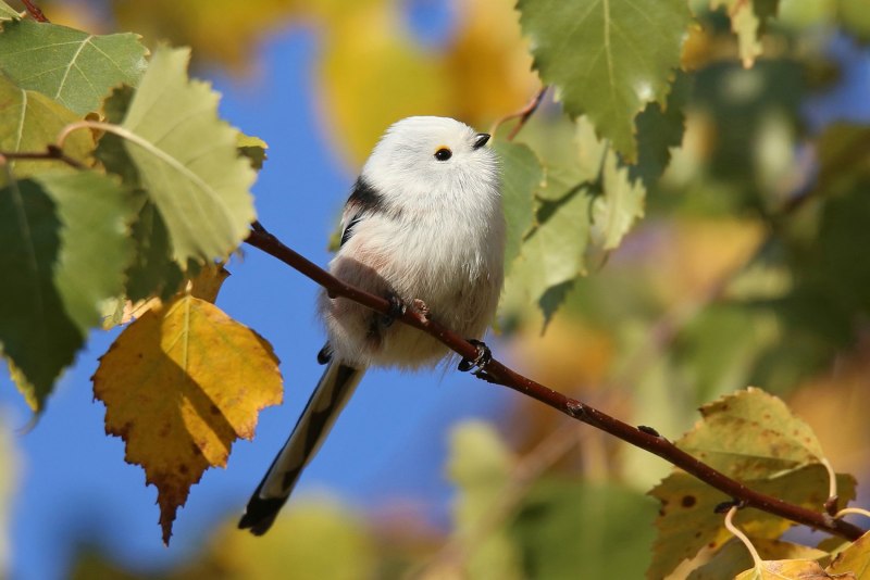 Белая синица длиннохвостая