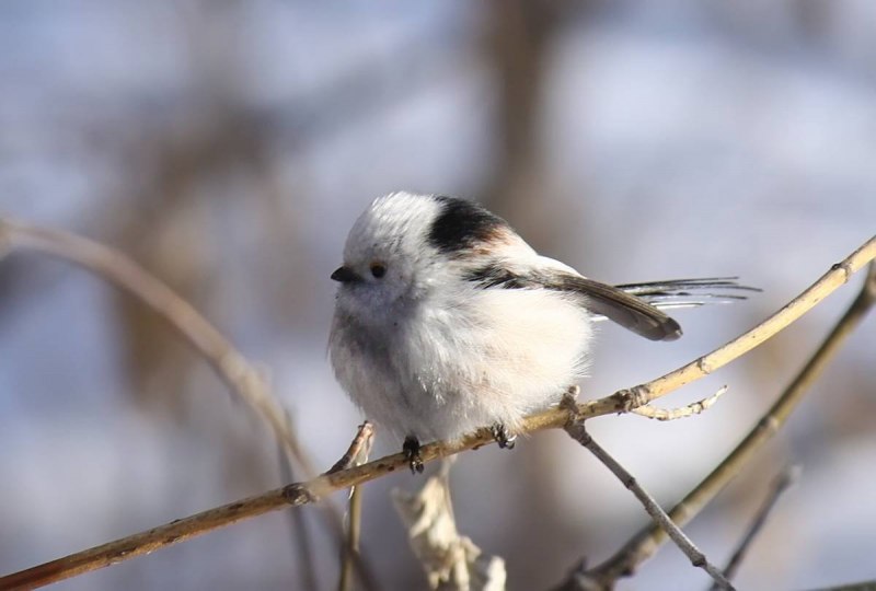 Сообщение птицы милые Абинского района