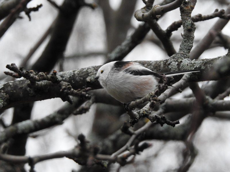 Длиннохвостая синица Аполлон