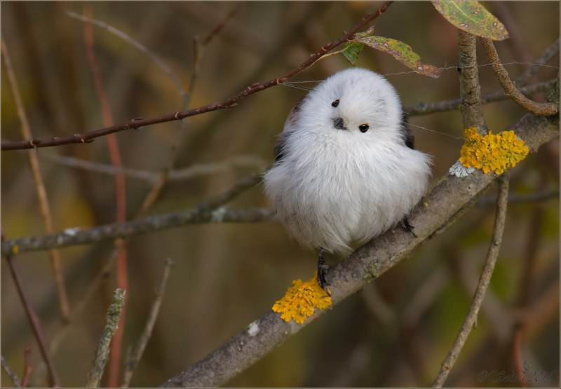 Длиннохвостая синица серая