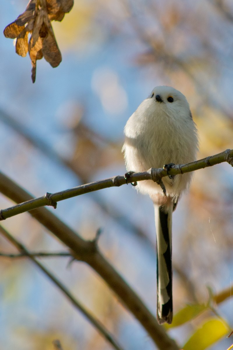 Длиннохвостная синица ополов