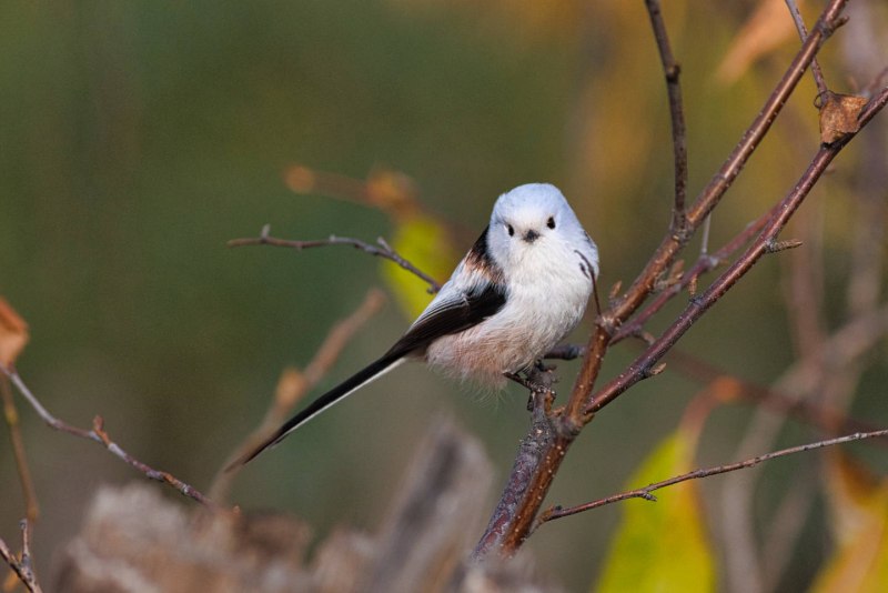 Ополовник ареал