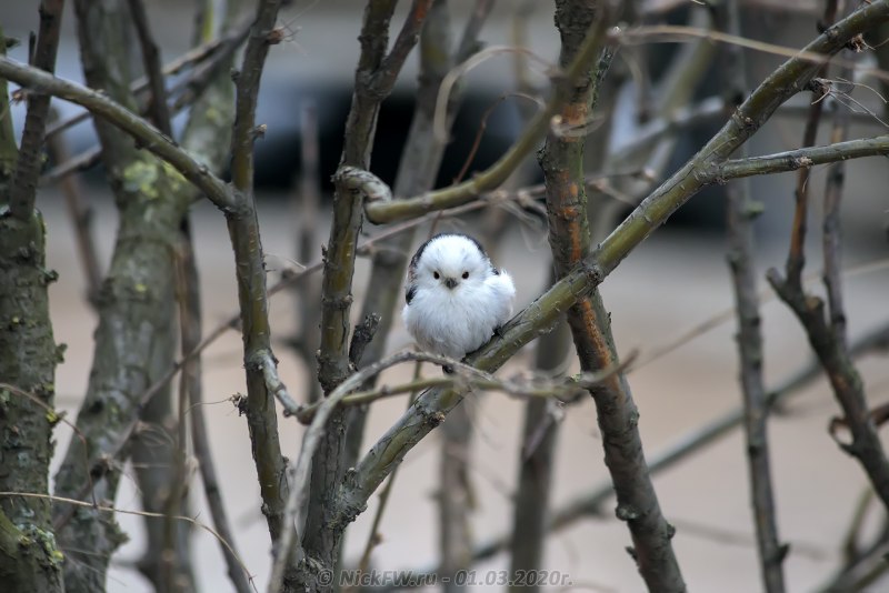 Ополовник птица