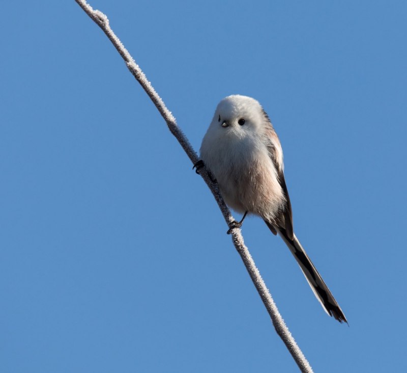 Синица ополовник