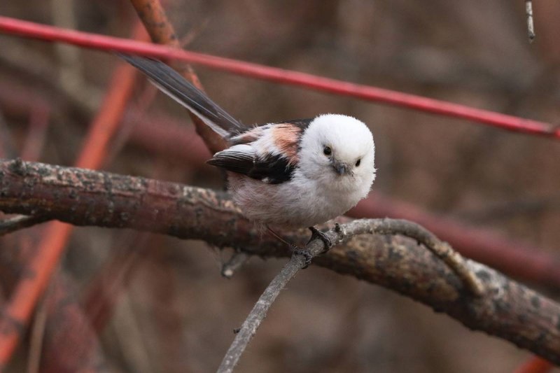 Ополовник в России