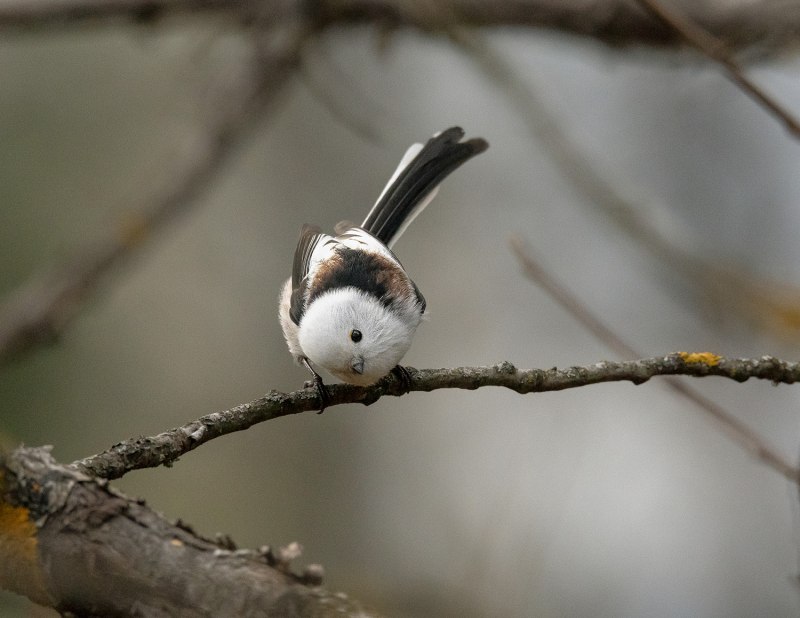 Гнездо длиннохвостой синицы