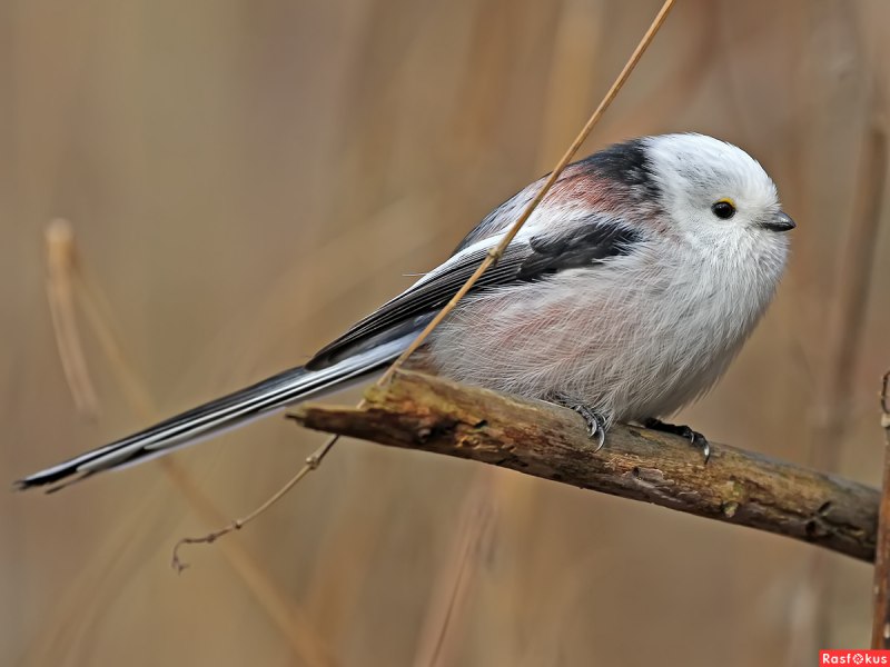 Длинннохвостая синичка
