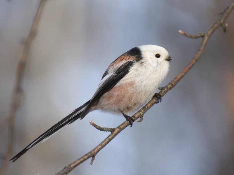Птица синица длиннохвостая