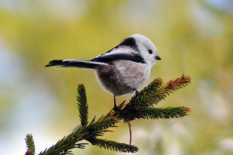 Иранская длиннохвостая синица
