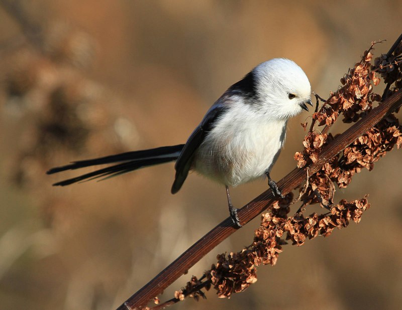 Шима-энага японская длиннохвостая синица