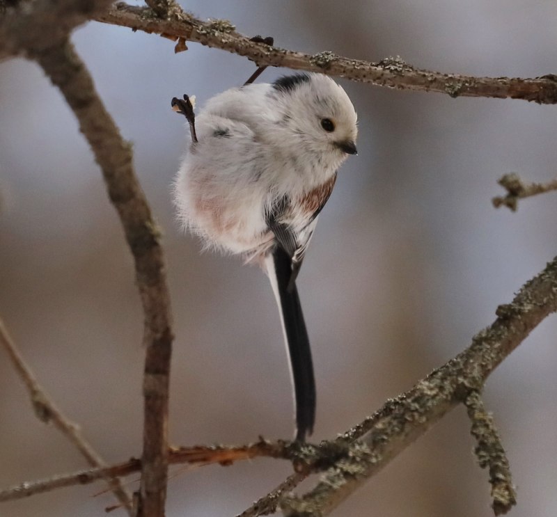 Тростниковый ополовник