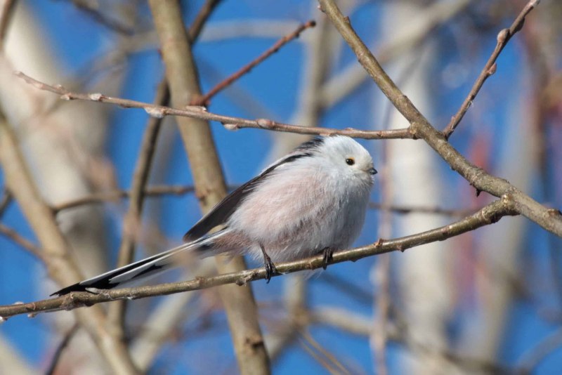 Ополовник Aegithalos caudatus