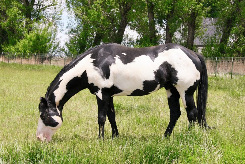 Пегая/Пинто масть