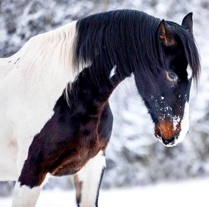 Брейер Пинто
