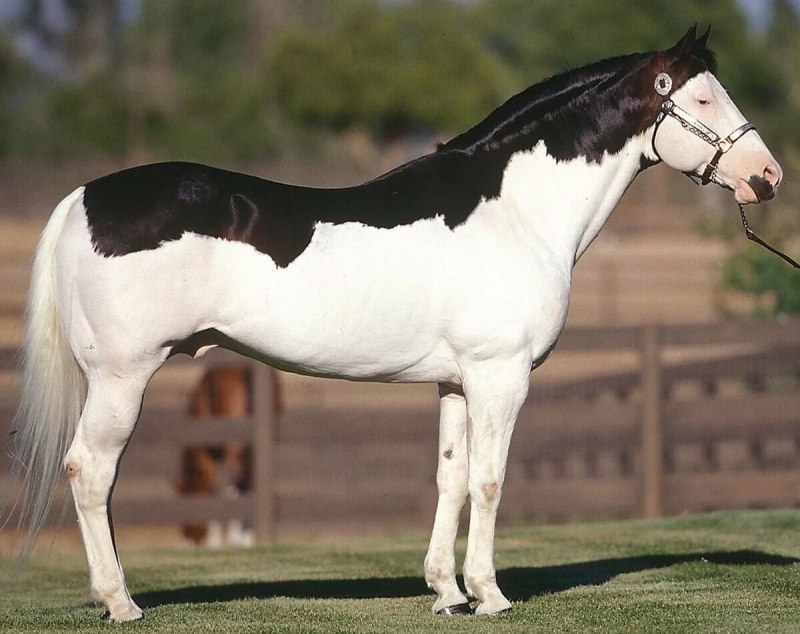 Пегая масть лошади