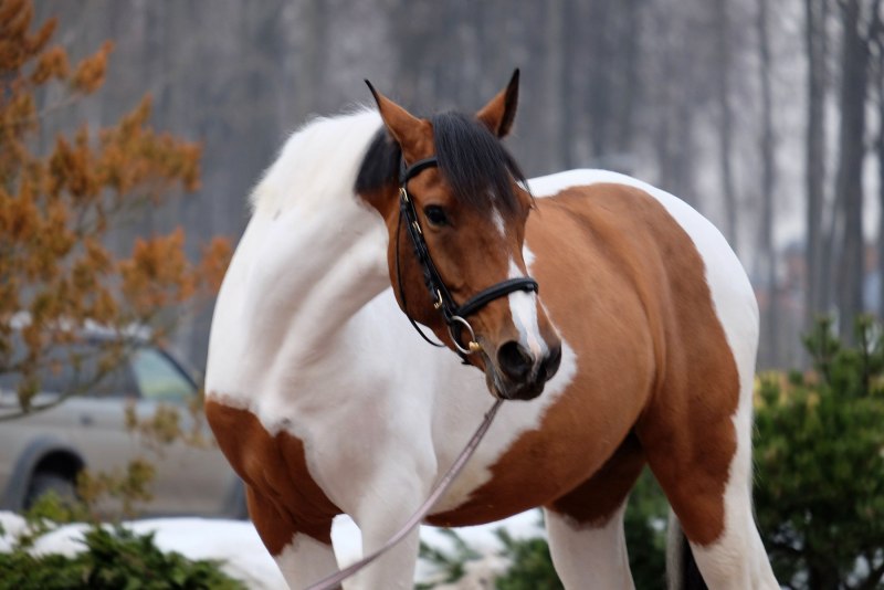 Пинто лошадь оверо