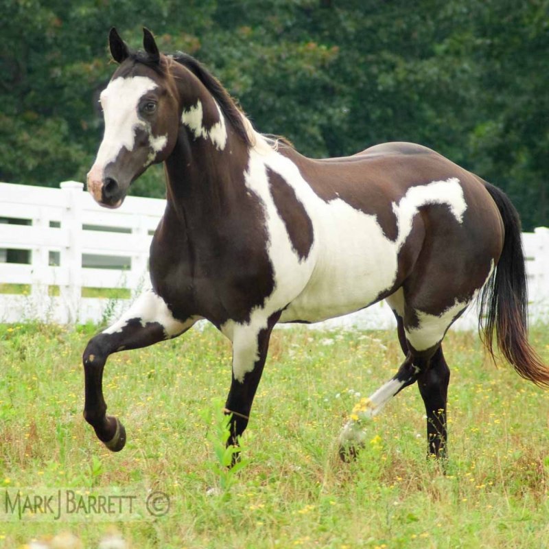 Лошадь породы Пинто