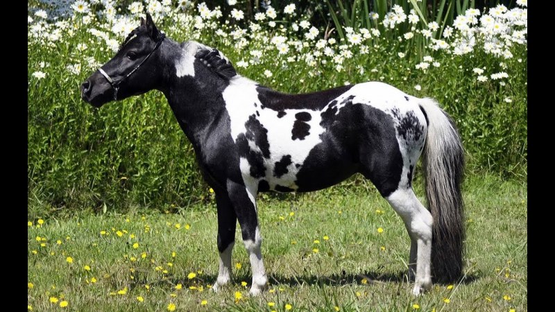 Пегий Клеппер