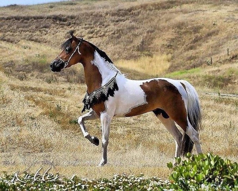 Пинто лошадь пегая